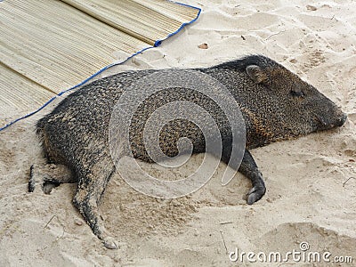 The Lazy Danta in Tortuga Island, Costa Rica Stock Photo