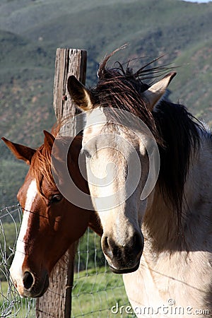 Lazy days Stock Photo