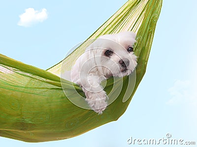 Lazy dazy dog days of summer Stock Photo