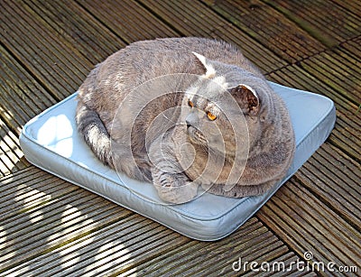 Lazy garden cat on cushion Stock Photo