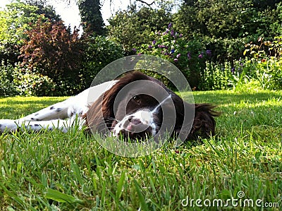 Lazy Garden Springer Spaniel Stock Photo