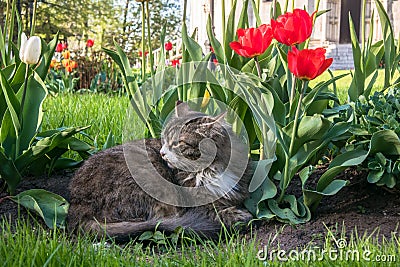 A lazy grey cat, relaxing in a flower bed between bright blooming tulips. Stock Photo