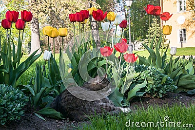 A lazy grey cat, relaxing in a flower bed between bright blooming tulips. Stock Photo