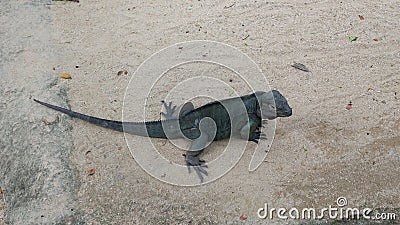 Lazy Iguana at Singapore Zoo Stock Photo