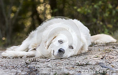 Lazy large white Great Pyrenees dog laying down outside Stock Photo