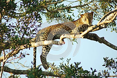 Lazy leopard Stock Photo