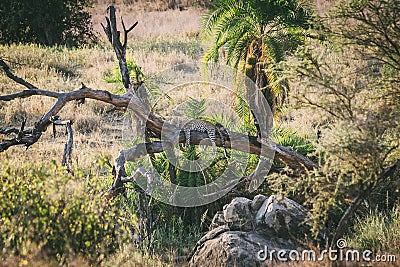 Lazy Leopard Stock Photo