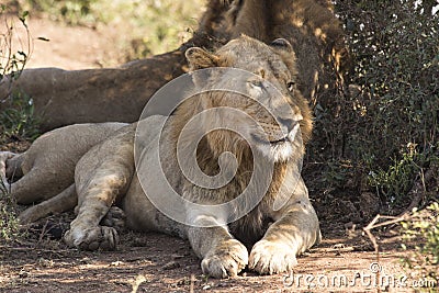 Lazy Lions Stock Photo