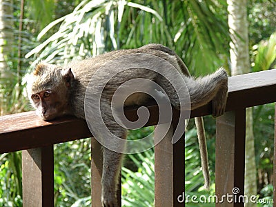 Lazy little monkey Stock Photo