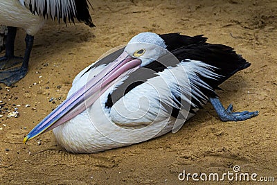 Lazy Pelica Stock Photo