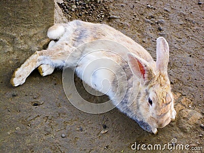 Lazy Rabbit Stock Photo