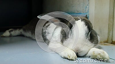 Lazy rabbit stretch after ate carrot Stock Photo