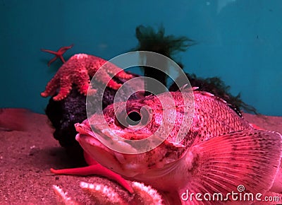 Lazy red fish of Aquarium and star fish Stock Photo