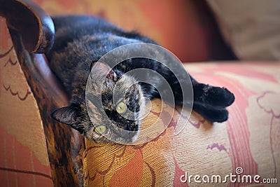 A lazy spotted cat sleeps on a sofa in a sunny room. Defocused Stock Photo