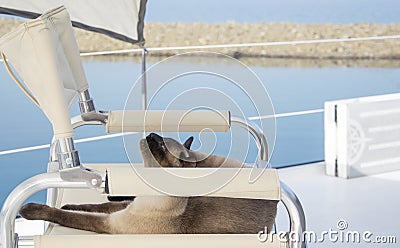 Lazy summer day on sailing boat for a cat travellind with people Stock Photo