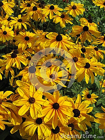 Lazy Susans Garden Stock Photo