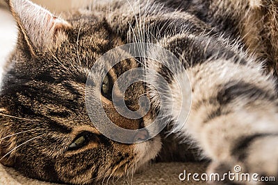 Lazy tabby cat lying on his side extending a paw towards camera Stock Photo