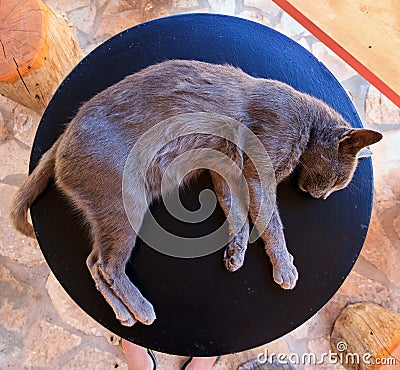 Lazy table cat Stock Photo