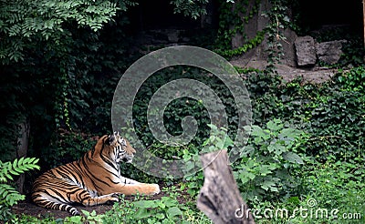 The lazy tiger doesn`t want to go back tothehole Stock Photo