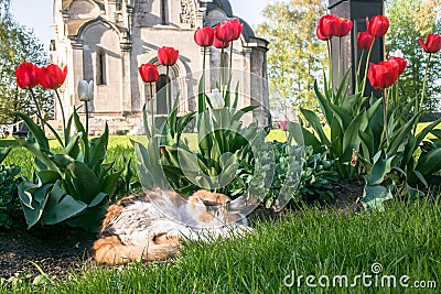 A lazy tricolor pussycat, relaxing in a flower bed between bright blooming tulips. Stock Photo