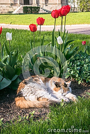 A lazy tricolor pussycat, relaxing in a flower bed between bright blooming tulips. Stock Photo