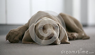 Lazy weimaraner dog Stock Photo