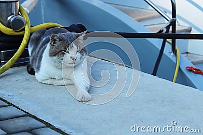 Lazy white cat resting near pier Stock Photo