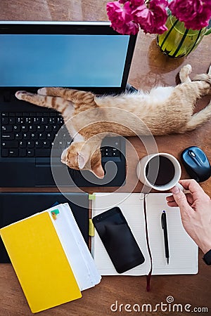 Lazy working at home - funny cat sleeping on work desk Stock Photo