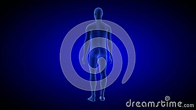 Le balayage humain du corps 3D d'anatomie rendent sur le fond bleu - boucle sans couture tournante illustration de vecteur Le balayage humain du corps 3D d'anatomie rendent sur le fond bleu - boucle sans couture tournante illustration de vecteur