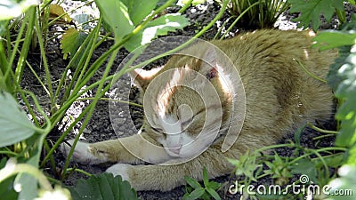Un Chat Roux Git Dans Un Lit De Jardin Ete Ensoleille A La Campagne Le Chat Marche Au Soleil Banque De Videos Video Du Mammifere Campagne