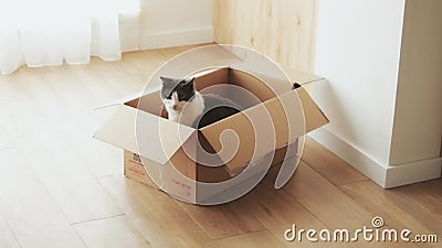Le chat pelucheux drôle avec la laine noire et blanche se repose dans une boîte et regarde autour, charmant l'animal familier mig banque de vidéos Le chat pelucheux drôle avec la laine noire et blanche se repose dans une boîte et regarde autour, charmant l'animal familier mig banque de vidéos
