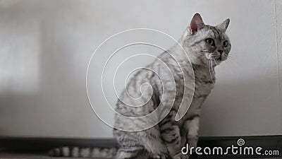 Le chat écossais gris espiègle lave à la maison, plan rapproché banque de vidéos Le chat écossais gris espiègle lave à la maison, plan rapproché banque de vidéos