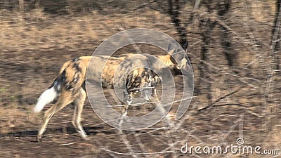 Le chien sauvage africain se tient sur la savane clips vidéos Le chien sauvage africain se tient sur la savane clips vidéos