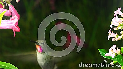 Le colibri apparaît soudainement parmi des fleurs Le colibri apparaît soudainement parmi des fleurs