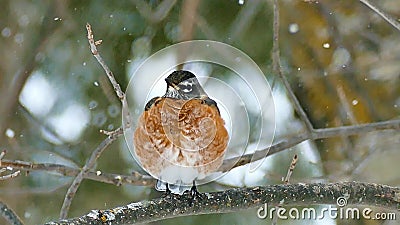 Le merle américain, migratorius de Turdus, était perché sur la branche en chutes de neige banque de vidéos Le merle américain, migratorius de Turdus, était perché sur la branche en chutes de neige banque de vidéos