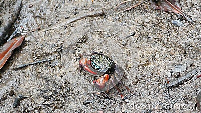 Le palétuvier de Meder marche en crabe (mederi de Sesarma) dans la forêt de palétuvier clips vidéos Le palétuvier de Meder marche en crabe (mederi de Sesarma) dans la forêt de palétuvier clips vidéos