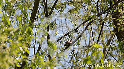 Le rossignol de Sprosser ou de grive (luscinia de Luscinia) se reposant sur une branche et chante une chanson banque de vidéos Le rossignol de Sprosser ou de grive (luscinia de Luscinia) se reposant sur une branche et chante une chanson banque de vidéos