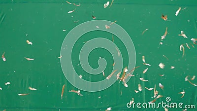 Le vol de réel fait varier le pas dans le ciel sur l'écran vert, mouvement lent de chiffon de plume banque de vidéos Le vol de réel fait varier le pas dans le ciel sur l'écran vert, mouvement lent de chiffon de plume banque de vidéos
