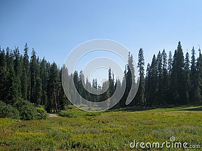 Lea in Sequoia National Park Stock Photo