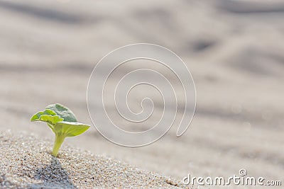 Leader concept. Achieving success. Start, start of growth Stock Photo