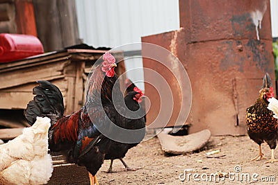 The leader on a farm among chickens. Stock Photo