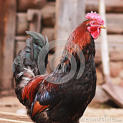 The leader on a farm among chickens. Stock Photo