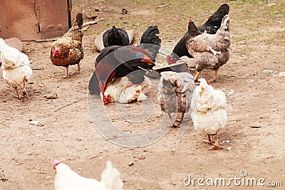 The leader on a farm among chickens. Stock Photo