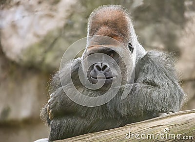 Leader of the gorillas poses in calm environment Stock Photo
