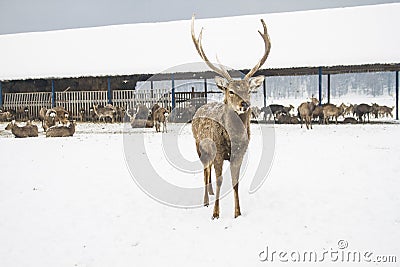 Leader herd buck on the background of deer Stock Photo