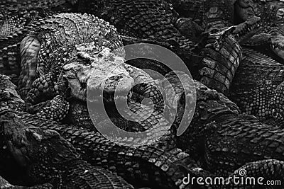 Leader in a herd of crocodile walking on back of group of hungry crocodiles in the wild. nature and wildlife concept. black and Stock Photo