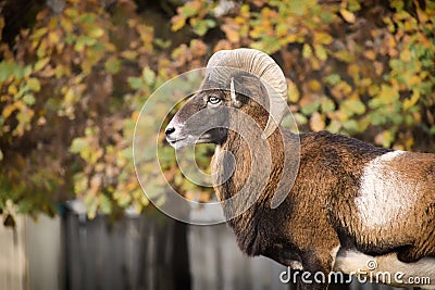 Leader of the herd of mouflons on guard order Stock Photo