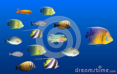 Leadership concept - big fish leading Stock Photo