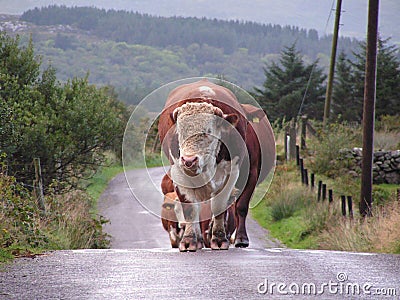 Leading Bull and cows approaching. Stock Photo