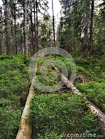 Leading lines in a fir forest Stock Photo